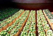 Фото - Эксперты дали прогноз по ценам на арбузы в Украине
