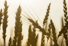 Фото - Цены на пшеницу выросли до максимума на фоне эскалации на Украине впервые с конца июня