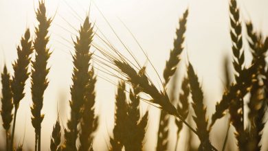 Фото - Цены на пшеницу выросли до максимума на фоне эскалации на Украине впервые с конца июня