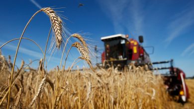 Фото - Урожайность пшеницы в Австралии резко упала
